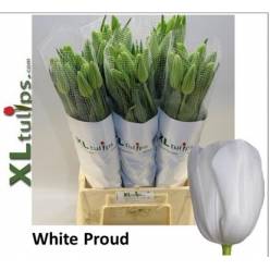 Tulipan Frances White Proud 60cm