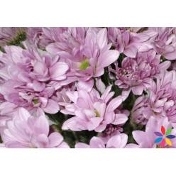 Margarita Col. D. Atlantis Pink Ros. (7 Dias - 2)