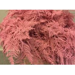 Esparraguera Pintada Pink 45cm "T50"
