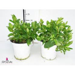 P. Hierbabuena Nac. 13/20cm "CC10"