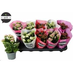 P. Kalanchoe B Ge Rf Mixto 4KL 10.5/24cm "CC10"