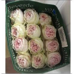 Rosa Ecu.  Lorena Summerhouse 60cm
