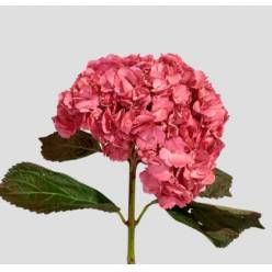 Hortensia Premium Cherry Red 60cm 17/18