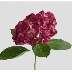 Hortensia Premium Lila "Peonia" 60cm 17/18 "Ame"