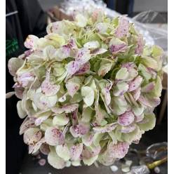 Hortensia Jumbo Vintage Red 60cm 19/20 "CC20"