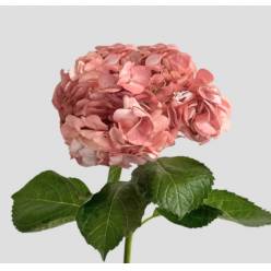 Hortensia Premium Vintage Rosa 60cm 17/18