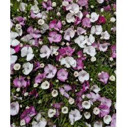 Dianthus Barbatus Italia Bic. Rosa 60cm "T50"