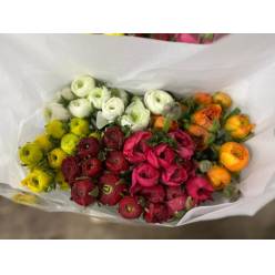 Ranunculos Italia Elegance Mixto 45cm "T50"