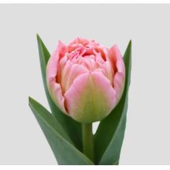 Tulipan Hol. Doble Strawberry 50cm. Rs.