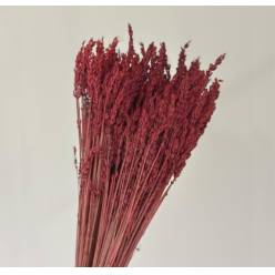 Lavanda Preservada Burdeos 40cm 100g
