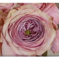 Rosa Ecu. Peonikiss 40cm Rs.