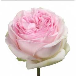 Rosa Ecu.  Lorena Summerhouse 50cm