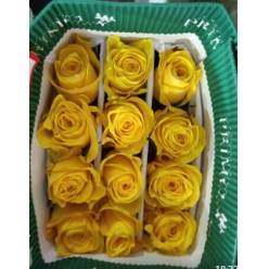 Rosa Ecu. Summer Romance 60cm Am.