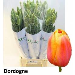 Tulipan Frances Dordogne 60cm Bic.