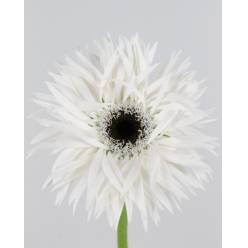 Gerbera Hol. Gespider Garden Ghost Bl. "T25"