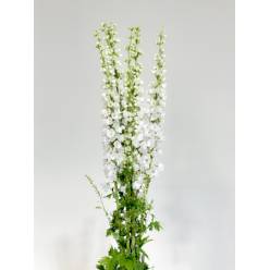 Delphinium Nac. Blanco 100cm (7 Dias - 2�)