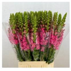 Antirrhinum Italia Dark Pink 80cm