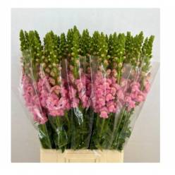 Antirrhinum Italia Pink 80cm