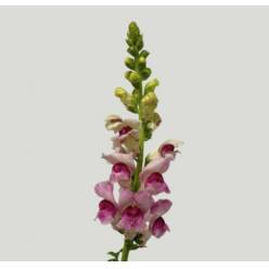 Antirrhinum Italia Plumblossom 80cm