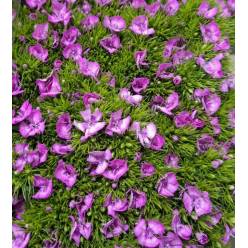 Dianthus Barbatus Italia Melian Breanthus 60cm "T50"