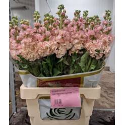 Aleli Italia Iron Apricot