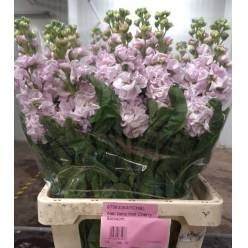 Aleli Italia Iron Cherry Blossom