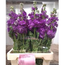 Aleli Italia Iron Purple
