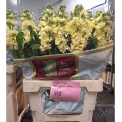 Aleli Italia Iron Yellow