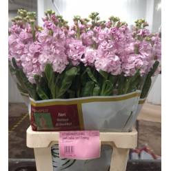 Aleli Italia Iron Rose Pink