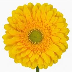 Gerbera Italia Submarine "T20"
