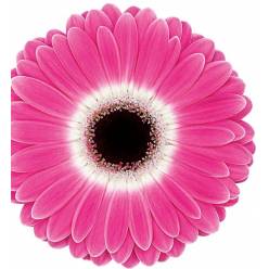 Gerbera Italia Cubanita  "T20"