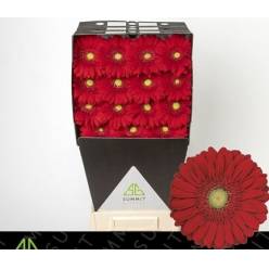 Gerbera Italia Carambole "T20"