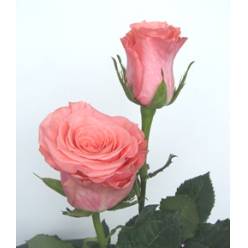 Rosa Ecu. Amsterdam 90cm