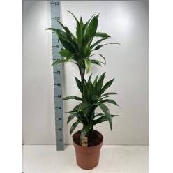 P. Dracena Hol Janet 24/110cm 3.P (50/80/110)