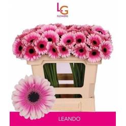 Gerbera Mini Hol. Leando "T20"