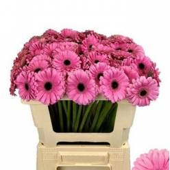 Gerbera Mini Hol. Talent Rs. "T20"