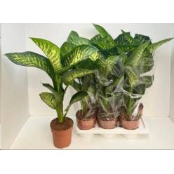 P. Dieffenbachia Se Tropic Snow 17/60cm x6