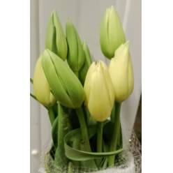 Tulipan Frances Maureen 60cm Cr.