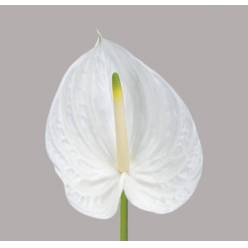 Anthurium Nac. Presence �13  "CC12" (7 Dias - 2�)