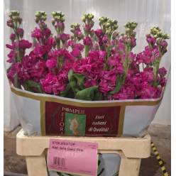 Aleli Italia Deep Pink