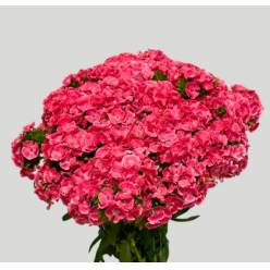 Dianthus Barbatus Italia Princess 60cm "T50"