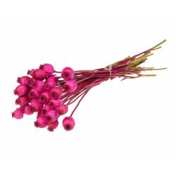 Papaver Seco Cerise 55cm 150g