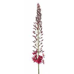 Eremurus Artificial Burgundy 108Hcm