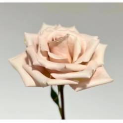 Rosa Col. QuickSand 60cm