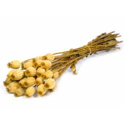 Papaver Seco Amarillo 55cm 150g
