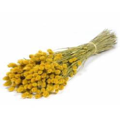 Phalaris Seco Amarillo 65cm 220g