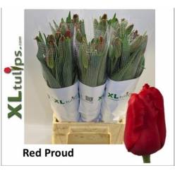 Tulipan Frances Red Proud 60cm