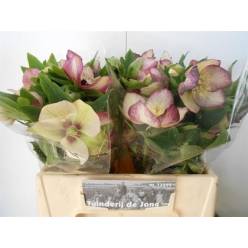 Helleborus Queens Picotte 40cm  (7 Dias - 2�)