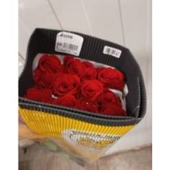 Rosa Col. Explorer 50cm Rj. "GHA"