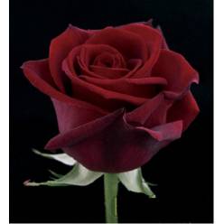 Rosa Col. Explorer 60cm Rj. "GHA"